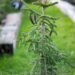 1697_9909_Picea_orientalis_Aureospicata_idakuusk.jpg