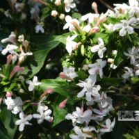 Zabelia tyaihyoni-musani sabeelia