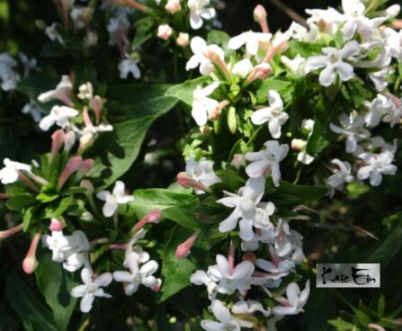 Zabelia tyaihyoni-musani sabeelia