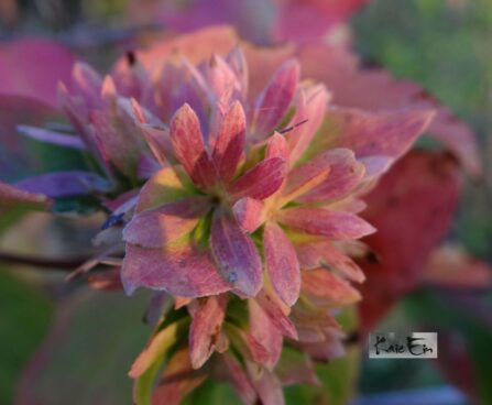 Zabelia tyaihyoni-musani sabeelia