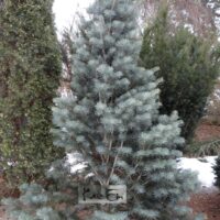 Abies concolor 'Fastigiata'-hall nulg