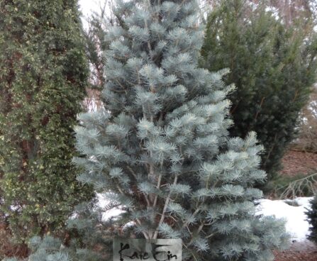 Abies concolor 'Fastigiata'-hall nulg