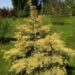 Abies concolor- hall nulg wintergold foto Kaie Ein