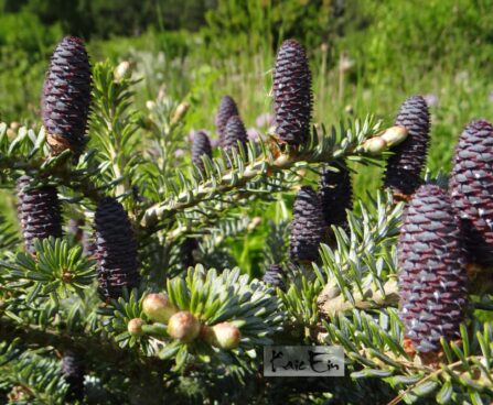 Abies koreana`Blue Emperor` korea nulg