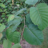 Betula maximowicziana-Maximowiczi kask