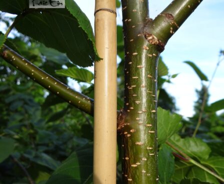 Betula maximowicziana-Maximowiczi kask tüvi