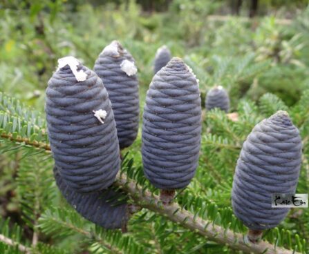 Abies koreana-korea nulg,  käbid