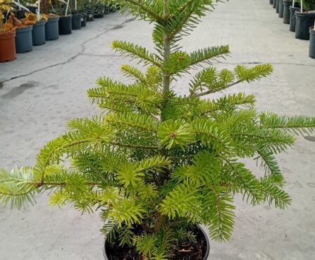 Abies koreana- korea nulg-szmiti foto