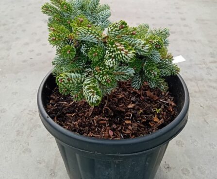 Abies koreana 'Kohout's Icebreaker'-korea nulg szmiti foto