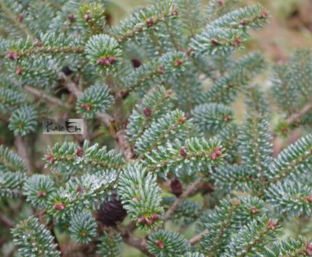 Abies koreana `Blue Emperor`-korea nulg