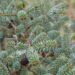 Abies koreana `Blue Emperor`-korea nulg