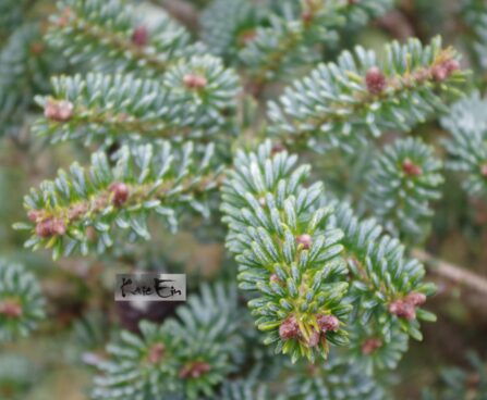 Abies koreana `Blue Emperor`korea nulg3