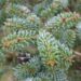 Abies koreana `Blue Emperor`korea nulg3