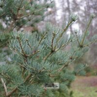 Abies concolor 'Fastigiata'-hall nulg