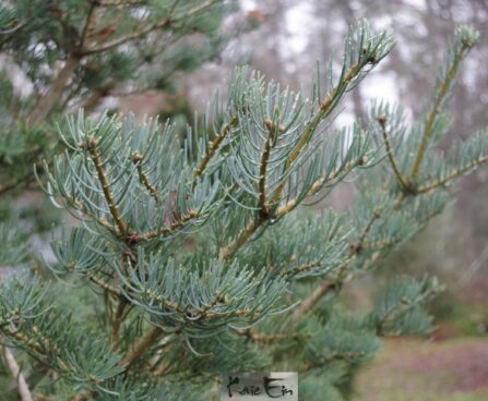 Abies concolor 'Fastigiata'-hall nulg