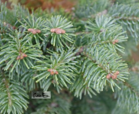 Abies lasiocarpa 'Argentea'-müginulg2