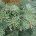 Abies lasiocarpa 'Argentea'-müginulg2