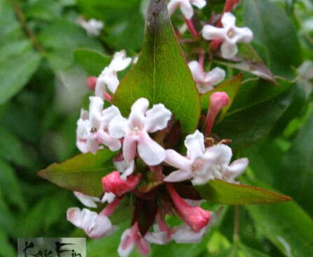 Abelia mosanensis 'Monia'-Sabeelia
