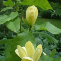 Magnolia 'Yellow Lantern'-magnoolia