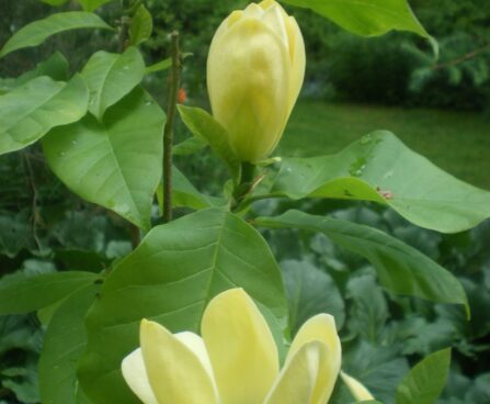 Magnolia 'Yellow Lantern'-magnoolia