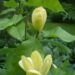 Magnolia 'Yellow Lantern'-magnoolia