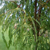 Acer platanoides `Paldiski`-harilik vaher