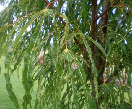 Acer platanoides `Paldiski`-harilik vaher