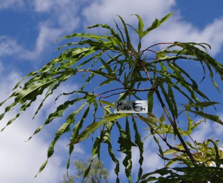 Acer platanoides `Paldiski`-harilik vaher 1