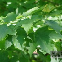 Acer saccharum-suhkruvaher