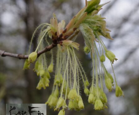Acer saccharum-suhkruvaher -õied