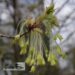Acer saccharum-suhkruvaher -õied