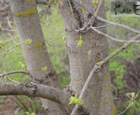Acer saccharum-suhkruvahtra tüvi
