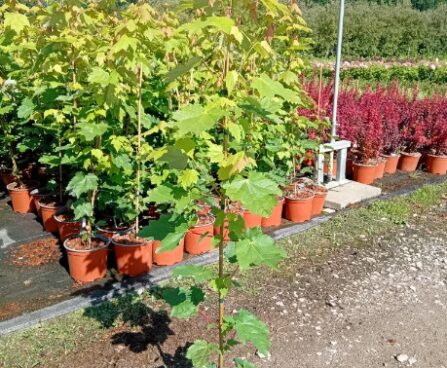 Acer rubrum `Red Sunset`- punane vaher Szmiti foto