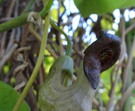 Aristolochia macrophylla-suurelehine tobiväädi õis