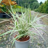 Arundo donax 'Ely'- hiidroog szmiti foto