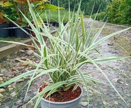 Arundo donax 'Ely'- hiidroog szmiti foto