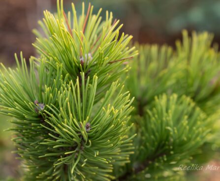 1701_6645_Pinus_mugo_Carstens_Wintergold_.JPG