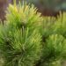 1701_6645_Pinus_mugo_Carstens_Wintergold_.JPG