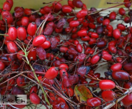 berberis koreana-korea kukerpuu viljad
