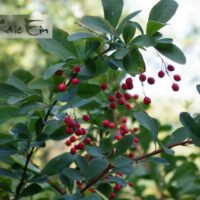 berberi korana- korea kukerpuu