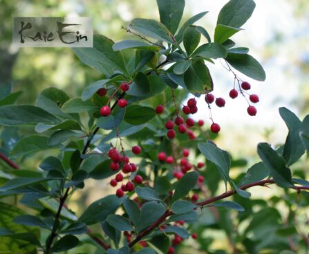 berberi korana- korea kukerpuu