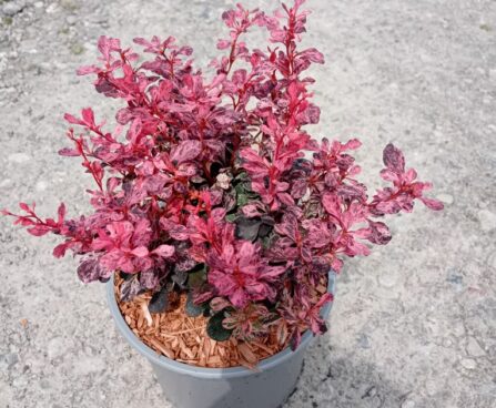 berberis thunbergi`inspiration`Thunbergi kukerpuu foto Szmit