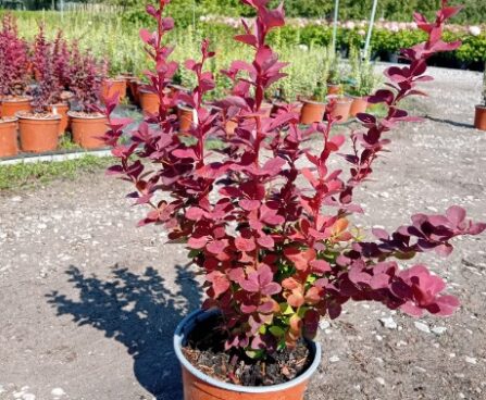 Berberis thunbergii 'Orange Rocket'- Thunbergi kukerpuu- szmiti foto