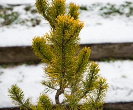 1701_6911_Pinus_mugo_Carstens_Wintergold__2.JPG