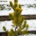 1701_6911_Pinus_mugo_Carstens_Wintergold__2.JPG