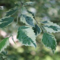 Betula nigra 'Shiloh Splash'-must kask