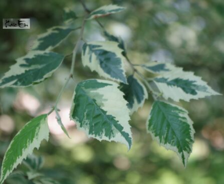 Betula nigra 'Shiloh Splash'-must kask