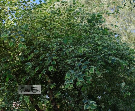 Betula nigra 'Shiloh Splash'2-must kask