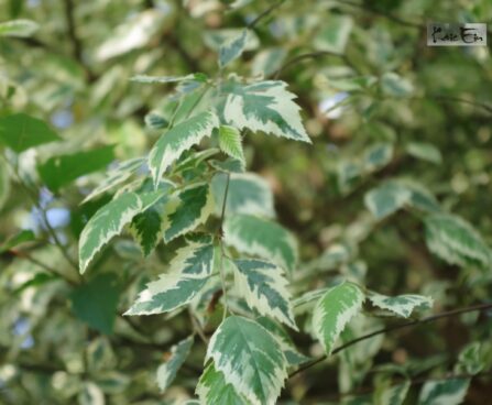 Betula nigra 'Shiloh Splash'3-must kask