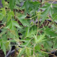 betula pendula`Dalecarlica` - arukask